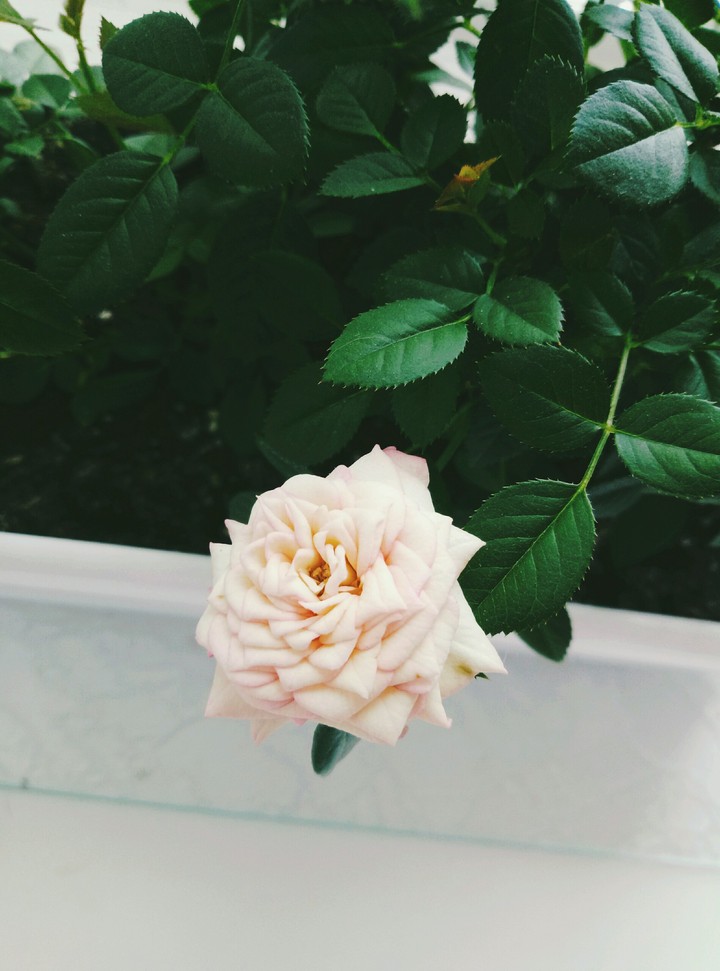 rose