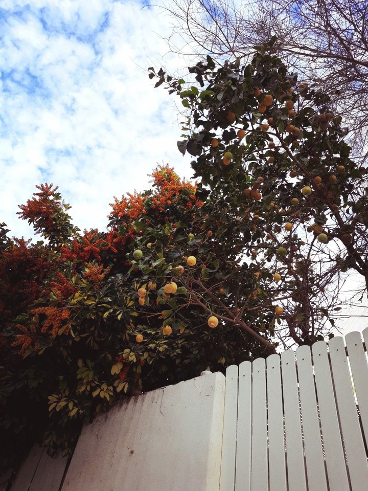 limon