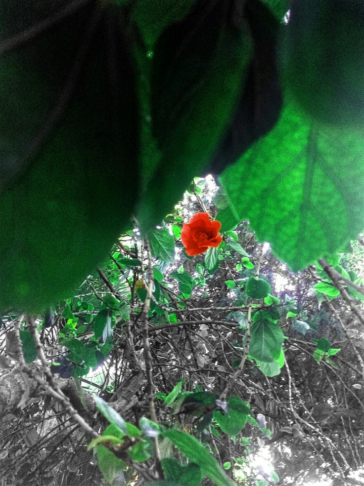 Natural
