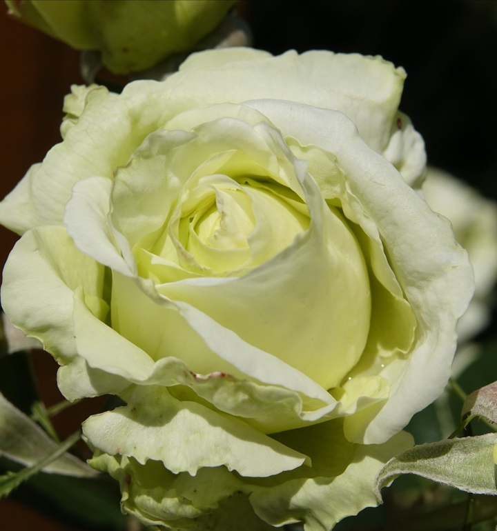 fleurs