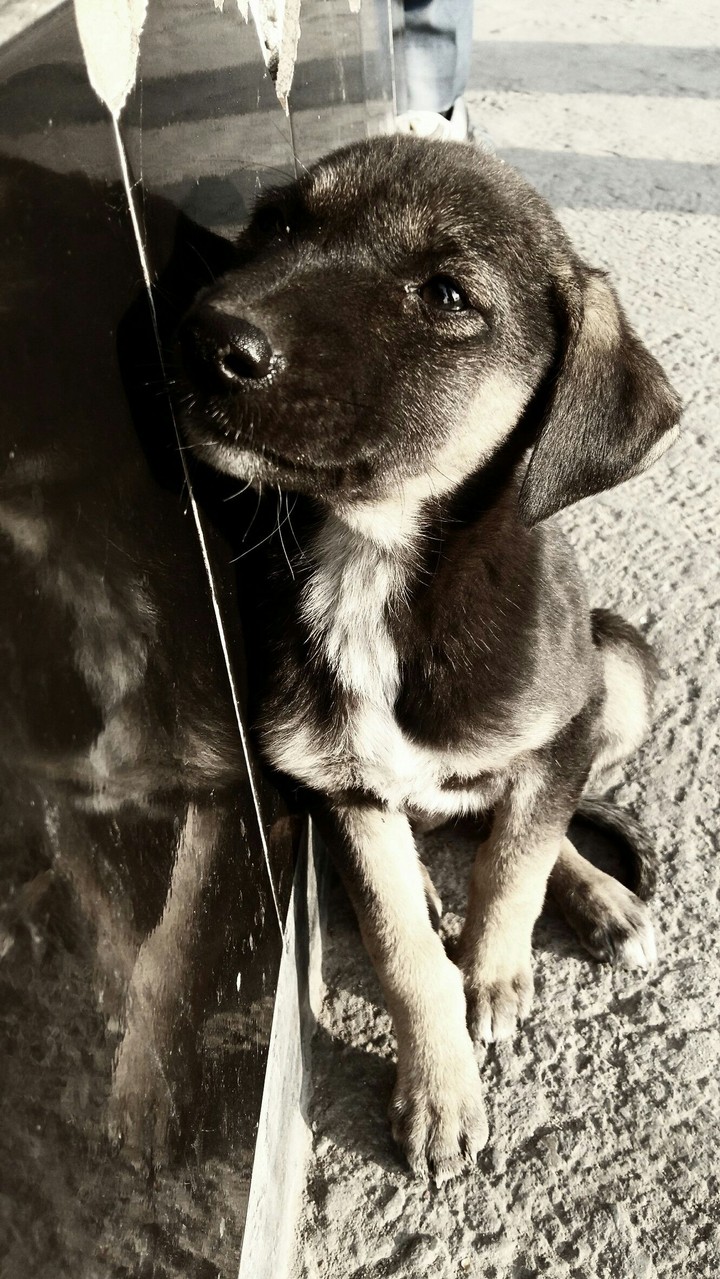 Puppy
