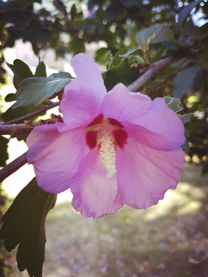 #fiori