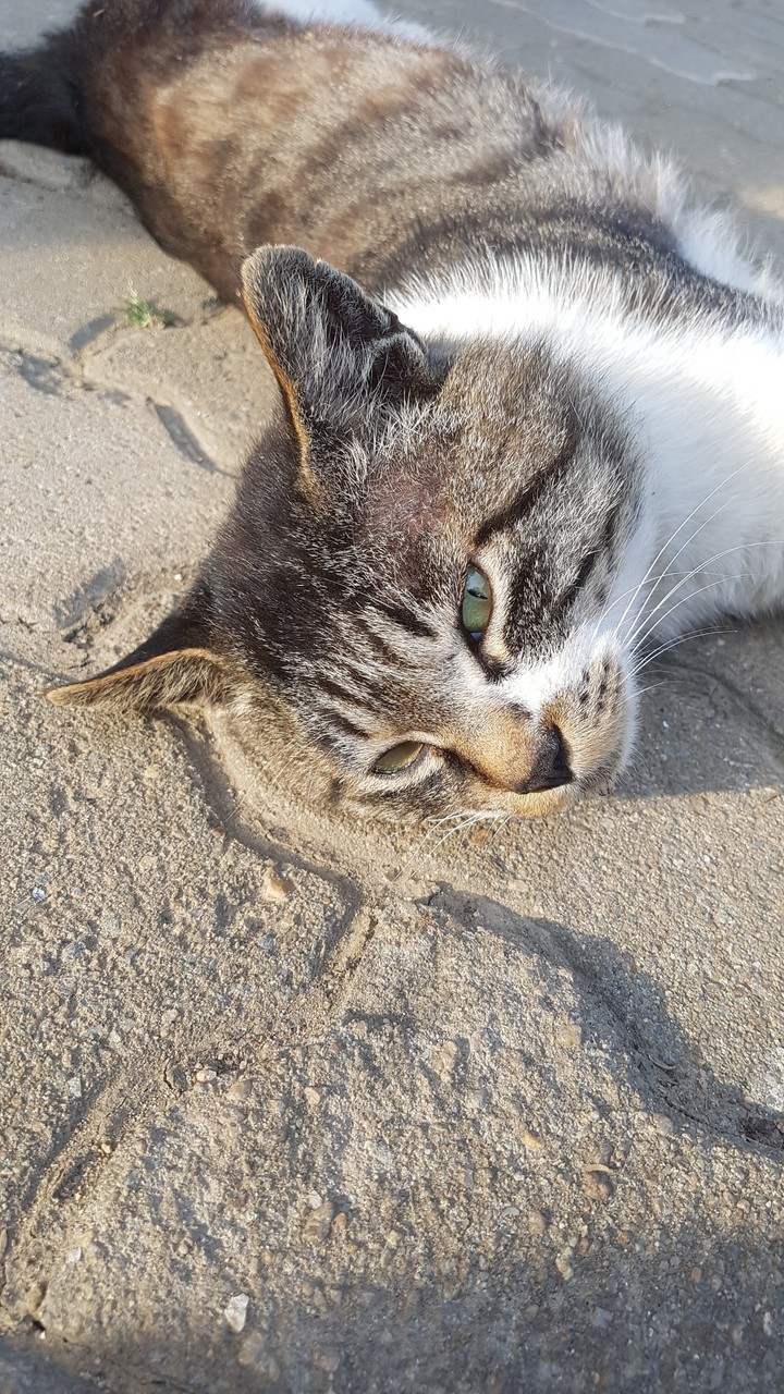 날 쳐다보는 고양이