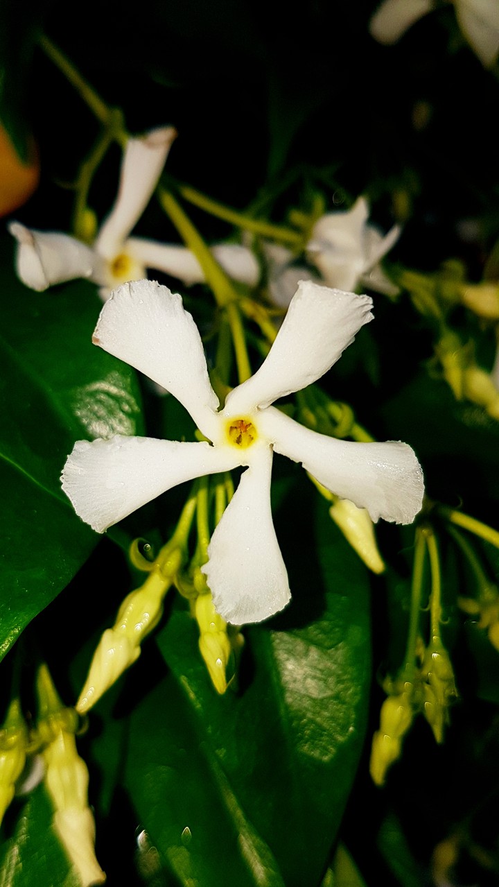 white dear