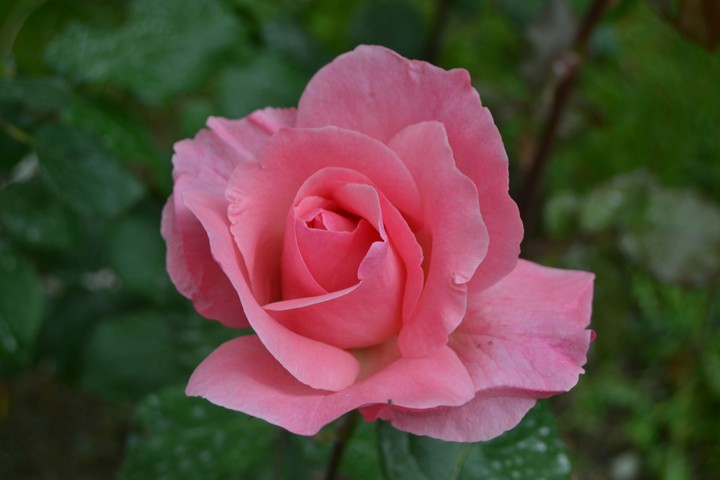 Pink Flowers 2