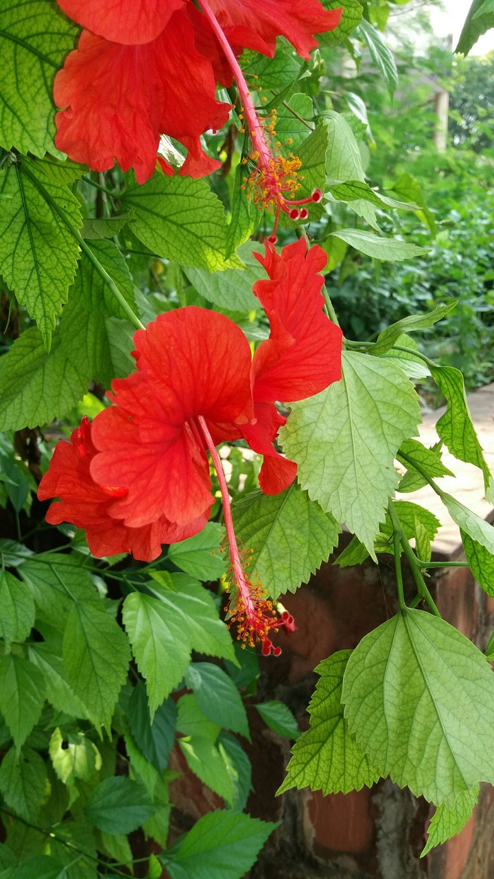 flower