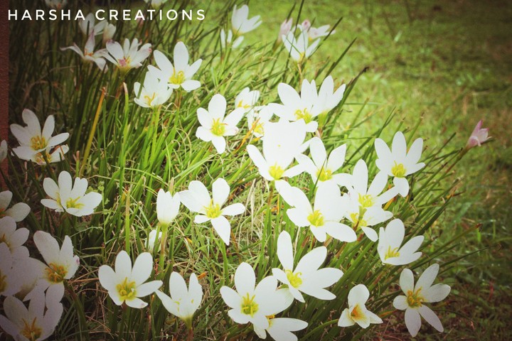 Harsha creations