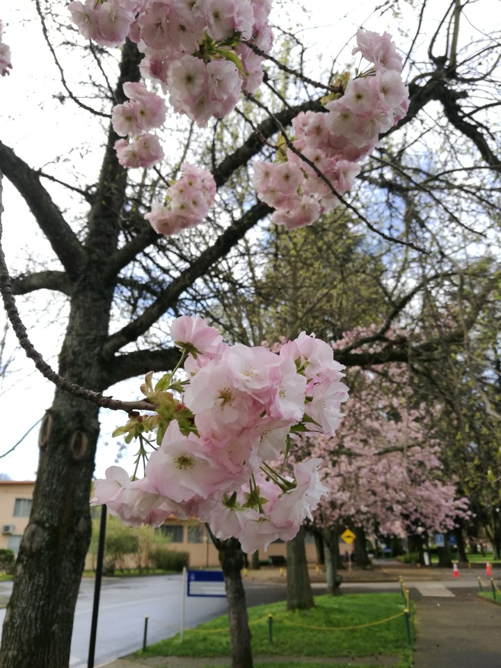 primavera