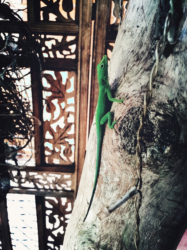 Lezard
