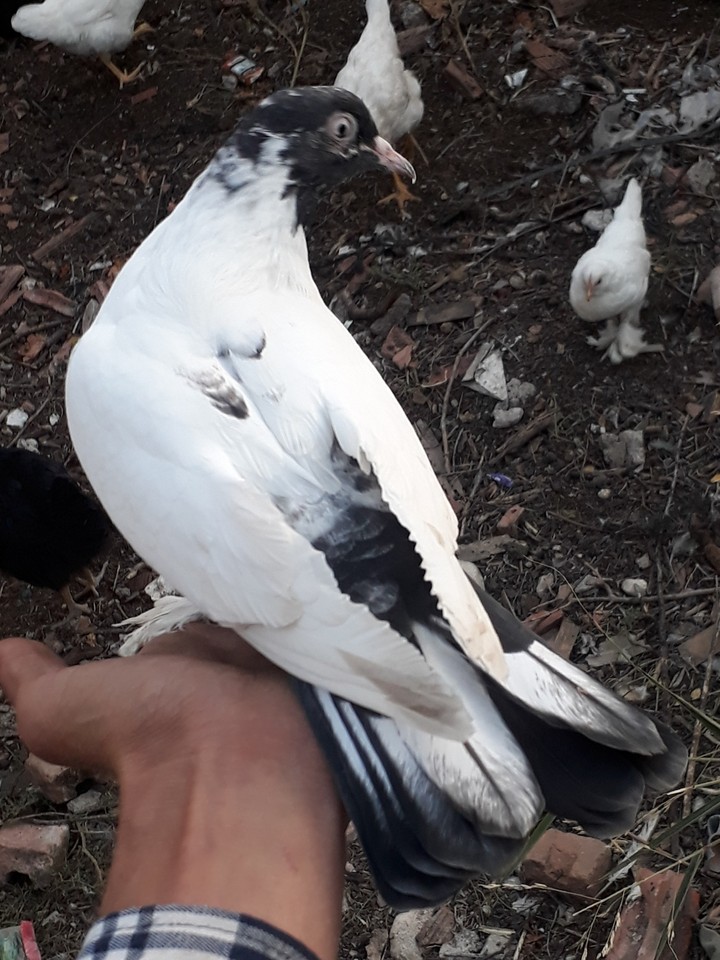 güvercin