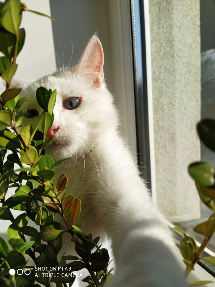 cat