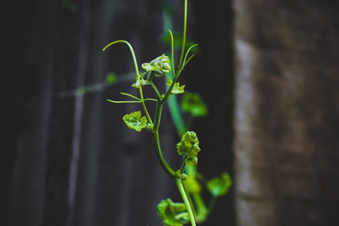 Leaf