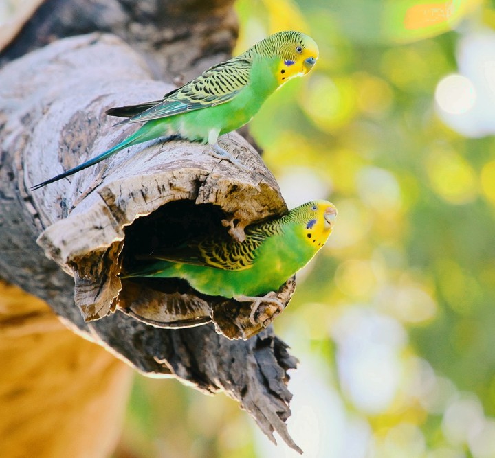 birds