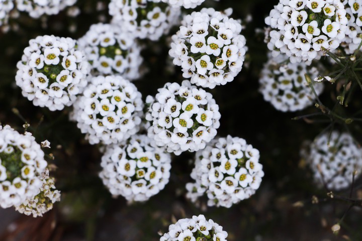 white flower