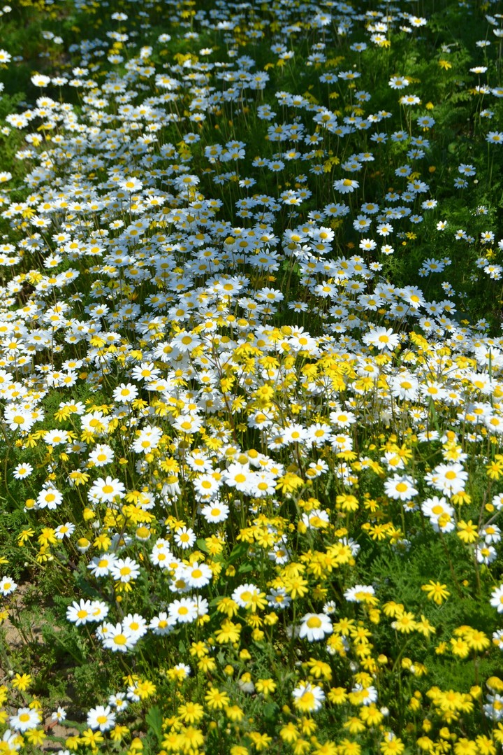 Flowers 5