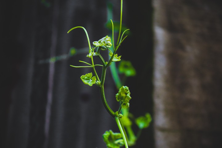 Leaf