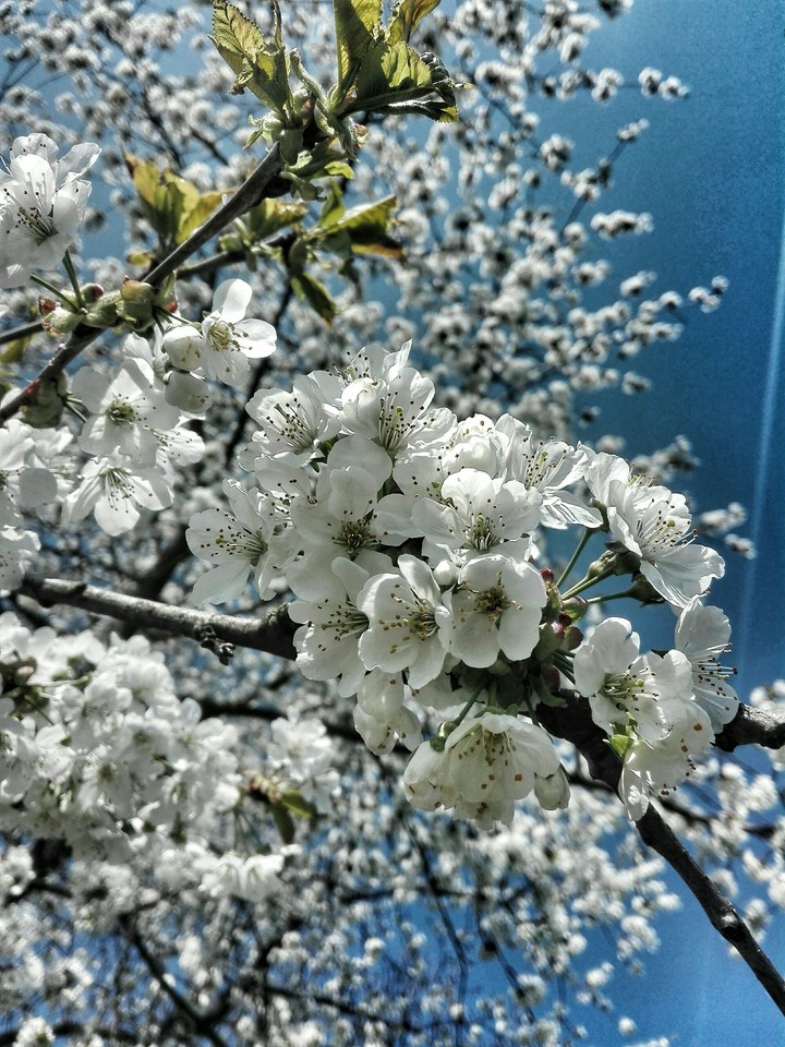 Cherry blossom