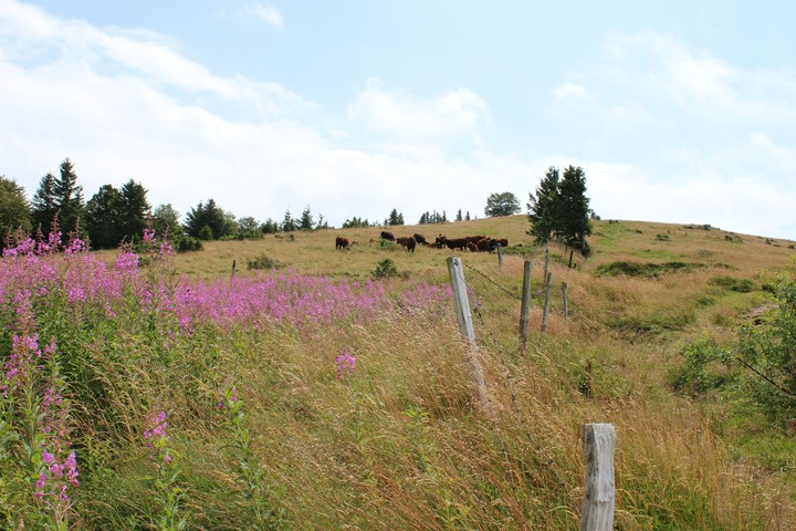 prairie