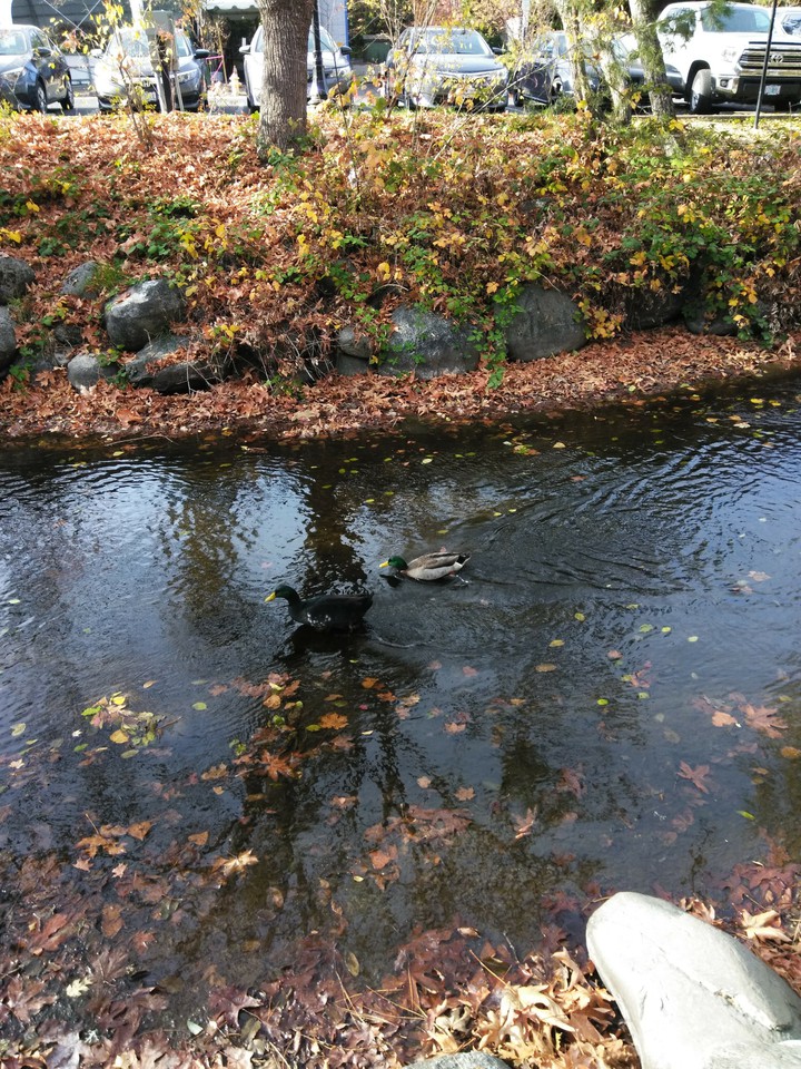 ducks