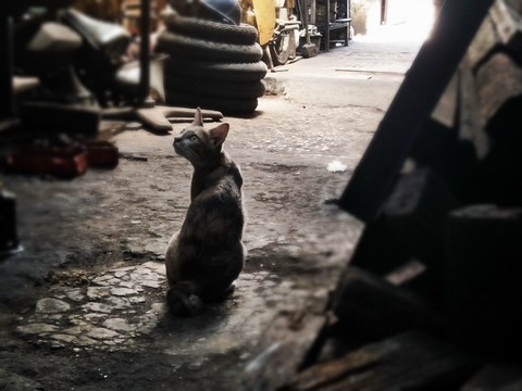 Cat