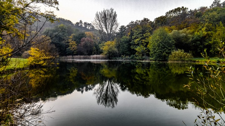 Lake in the forest