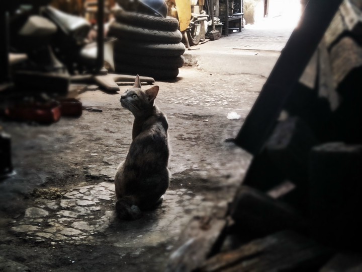 Cat