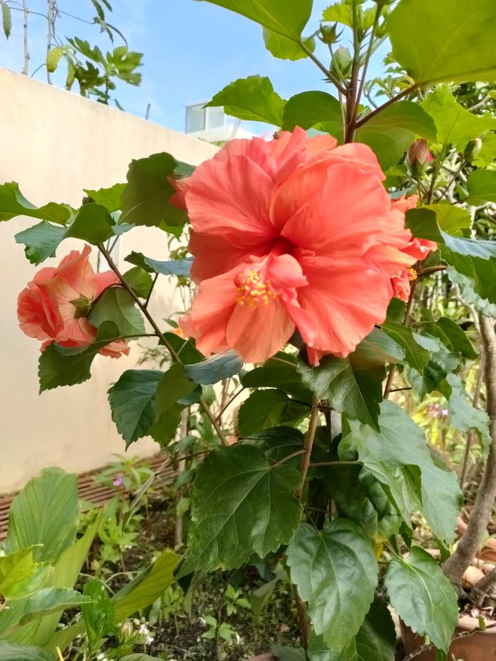 hibiscus ?