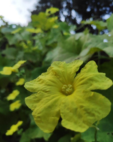 yellow flower