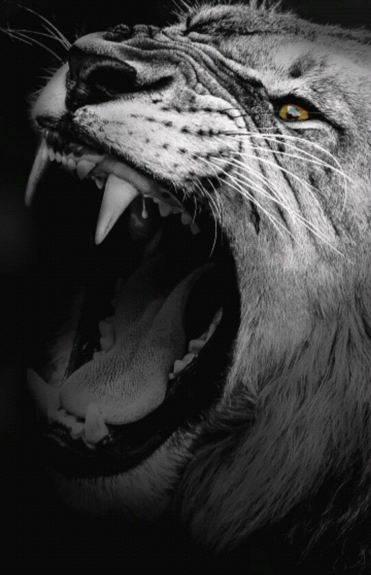 king of all