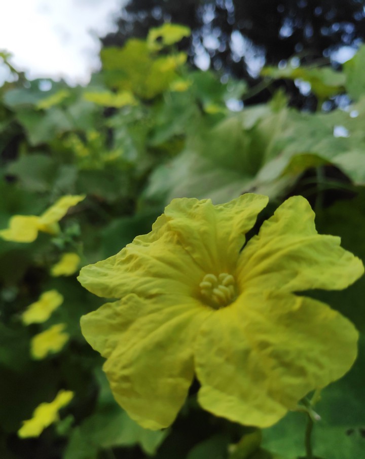 yellow flower