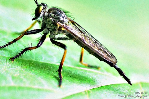 invertebrate, insect वॉलपेपर