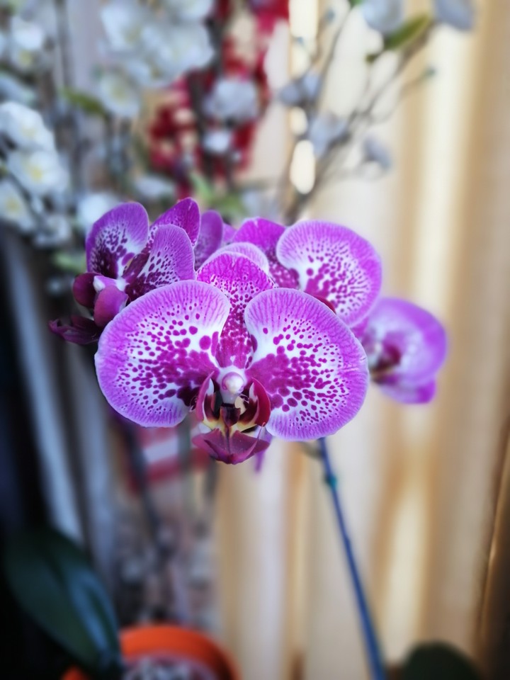 Una orquídea en Navidad!!!