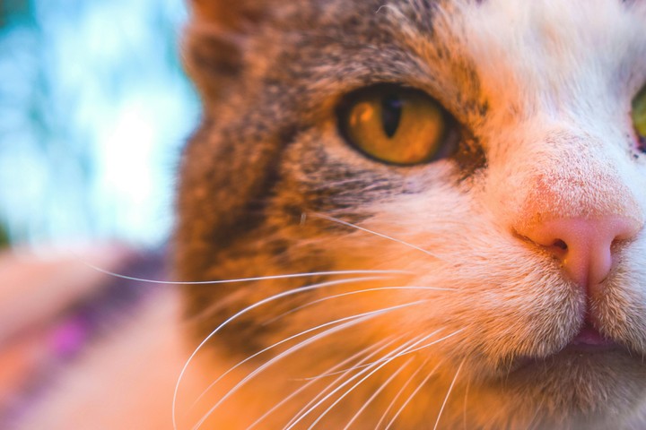 cat
