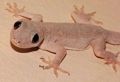 chipkali