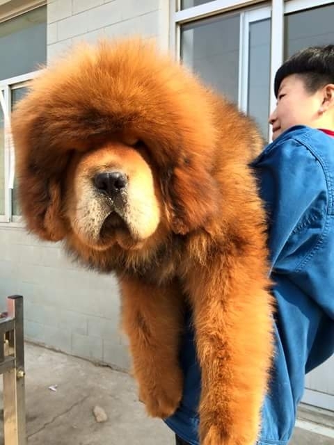 Dog