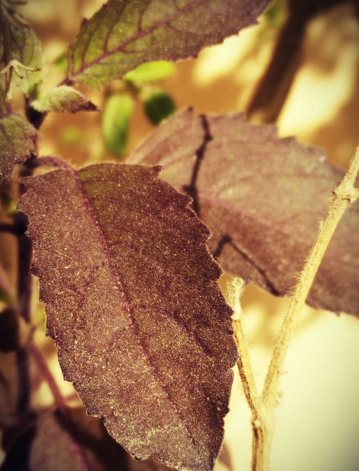 leaf
