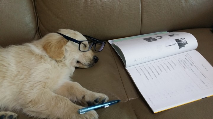 Student Puppy