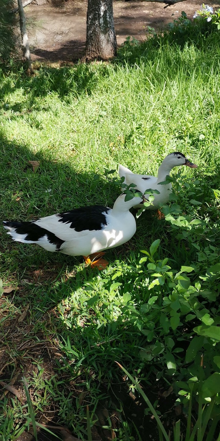 patos ?