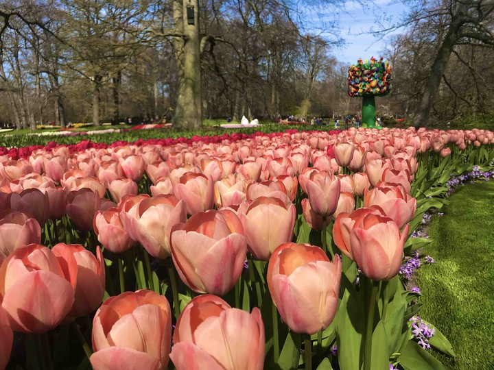 At the Keukenhof Park, 2019