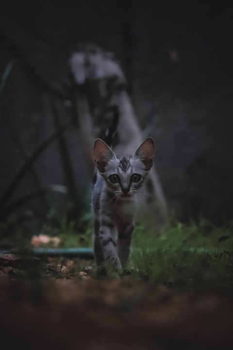 cat