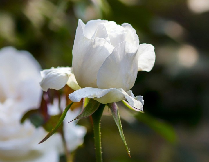 Peace is symbolised with white.