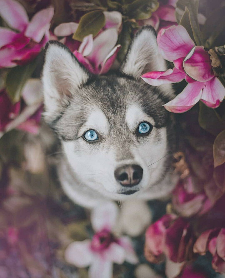 puppy love