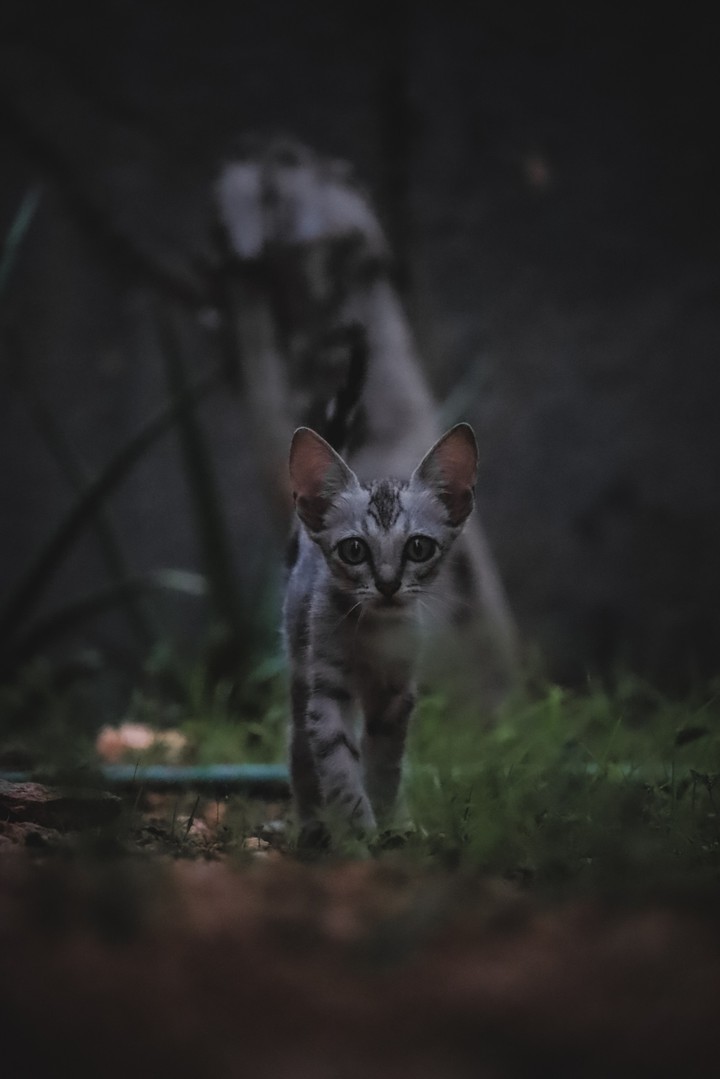 cat