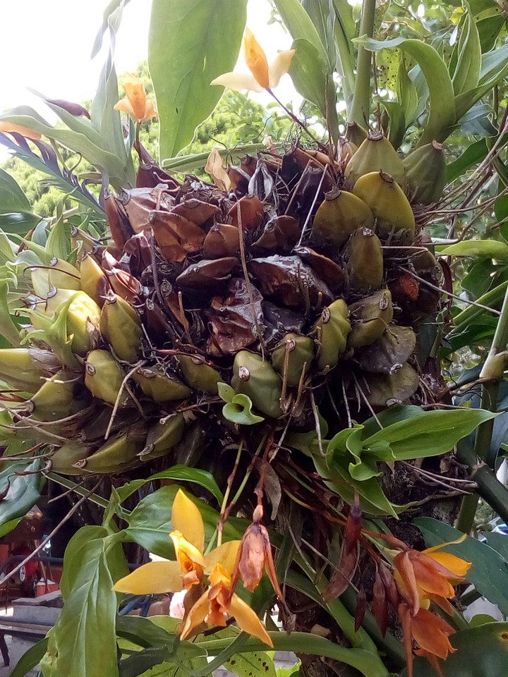 orquídeas