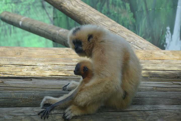 Monkey
