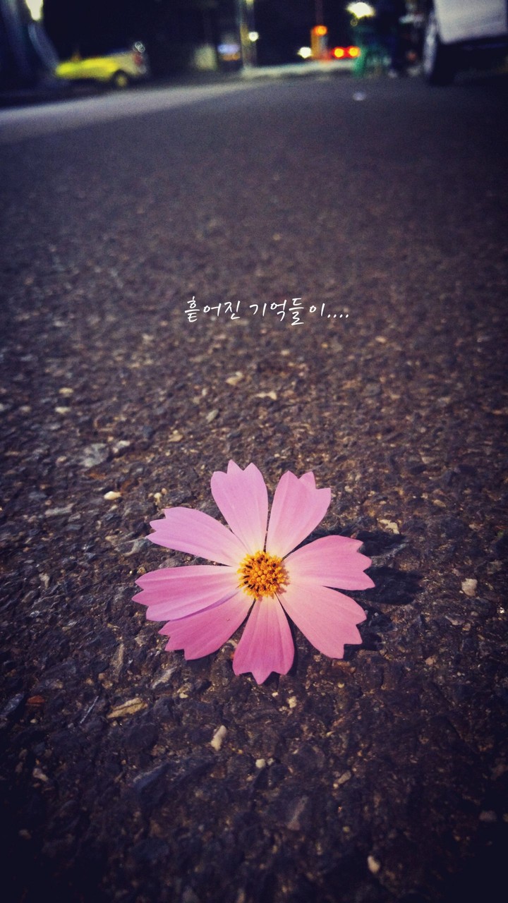 코스모스의기억