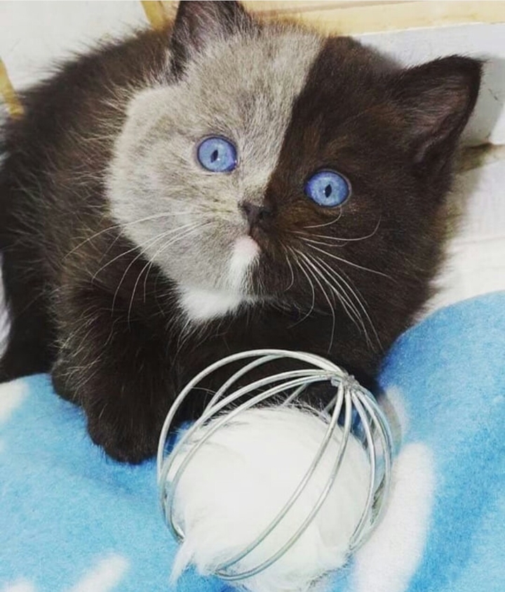 KEDİÇİK.