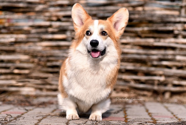 Forest Corgi