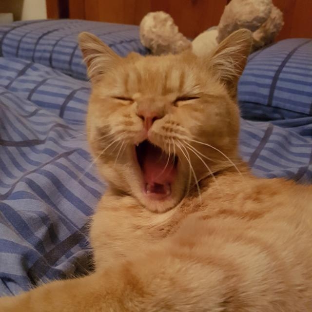 cat
