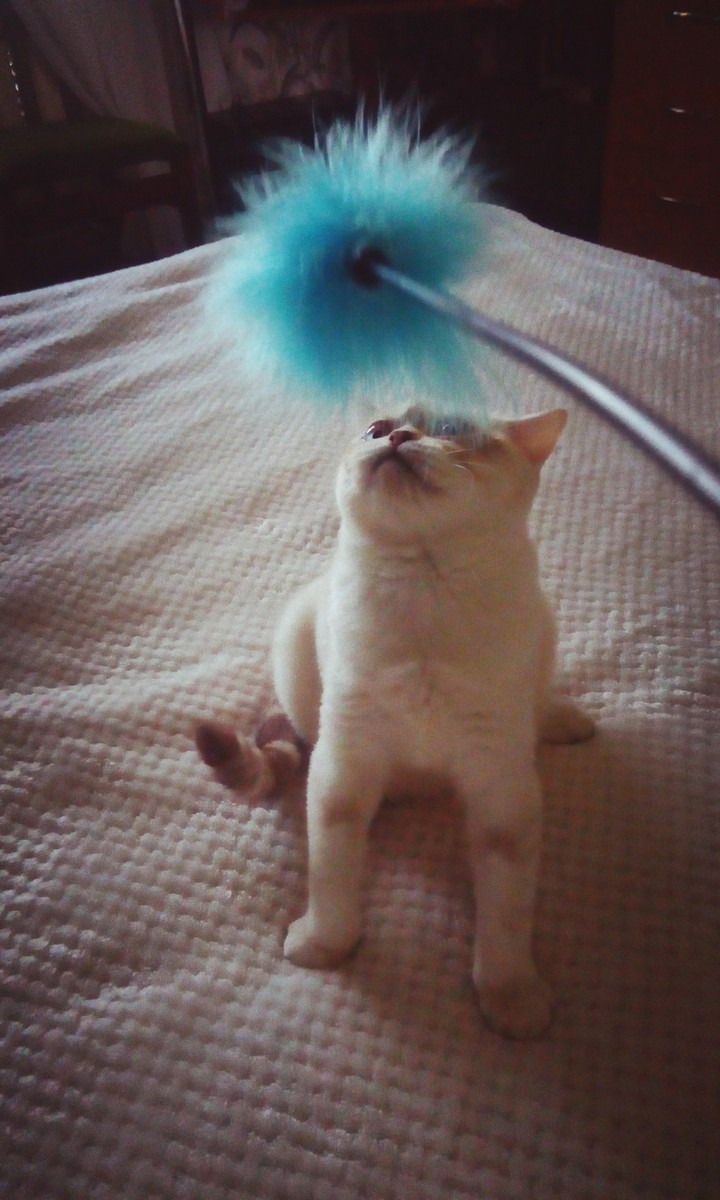 котя